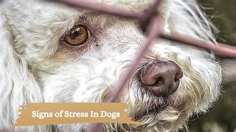 Signs Of Stress In Dogs