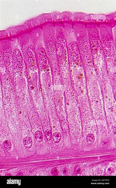Ciliated Epithelium High Resolution Stock Photography And Images Alamy