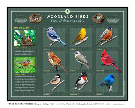 Outdoor Interpretive Sign Bird ID Guide Woodland Blue Jay Warbler