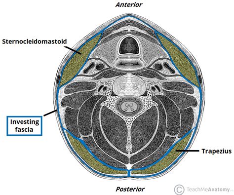 Fascial Layers Deep Superficial Teachmeanatomy