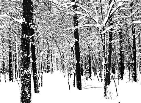 Black And White Winter Forest Photograph By Debbie Oppermann