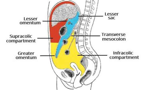 The Peritoneal Cavity Greater Sac Lesser Sac Teachmeanatomy Otosection