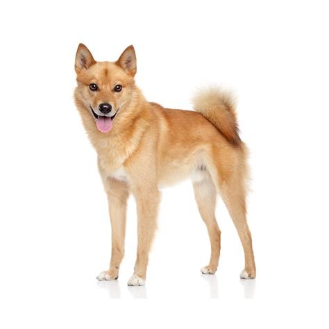 Finnish Spitz Breed Information And Insights Basepaws