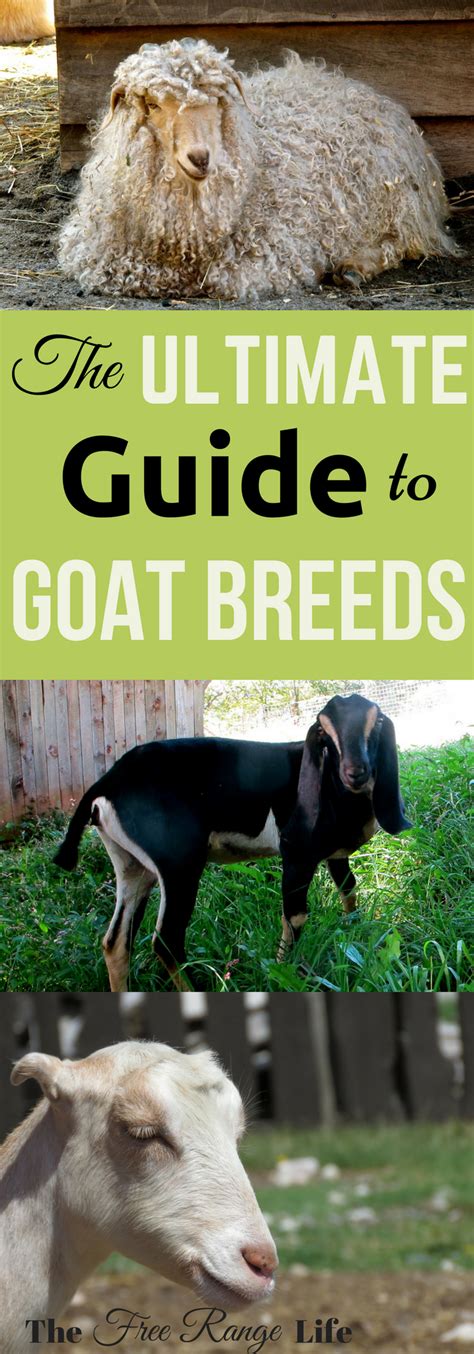 Do You Want To Raise Goats Click To Learn More About All Of The