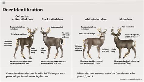 Deer General Information Washington Hunting Eregulations