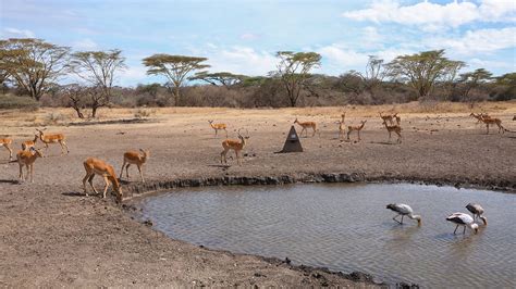 Bbc Two Waterhole Africas Animal Oasis Should We Have Built A