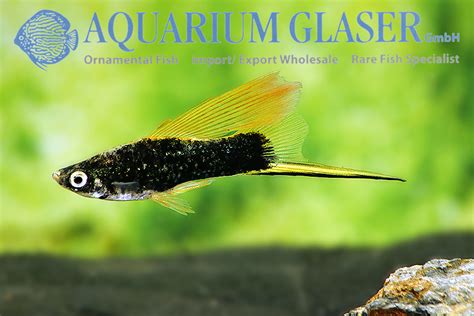 Black Swordtail Aquarium Glaser Gmbh