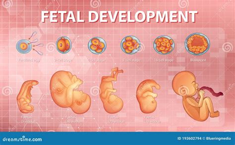 Stages Human Embryonic Development Stock Vector Illustration Of