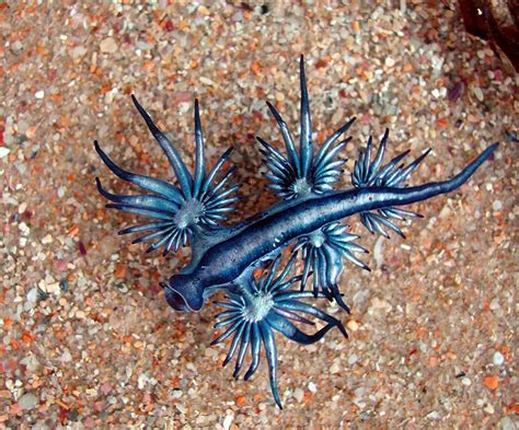 Rare Sighting Of Glaucus Atlanticus Aka A Blue Dragon Sea Slug