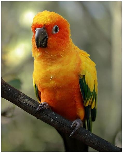 Sun Conure Parrot Birds Biological Science Picture