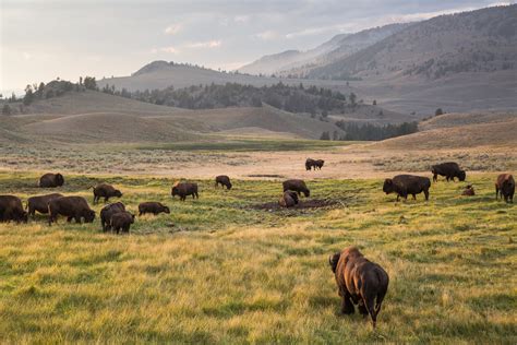Yellowstones Migrating Bison Manipulate Springtime Green Up