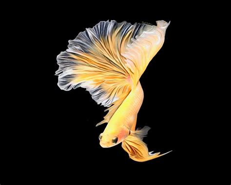 Tropical Yellow Betta Fish On Black Background Digital Art By Scott