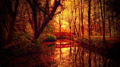 Autumn Fall Tree Forest Landscape Nature Leaves Wallpaper 2560x1440