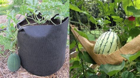 10 Tips To Grow Watermelon In Containers No Matter Where You Live Youtube