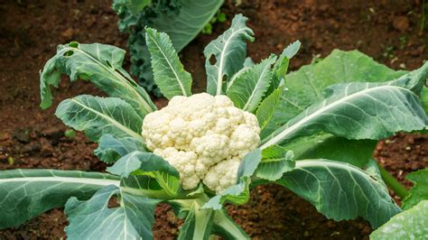 Plant flowers with vegetables to encourage healthy growth. Cauliflower Planting Tips: Best Time To Plant Cauliflower