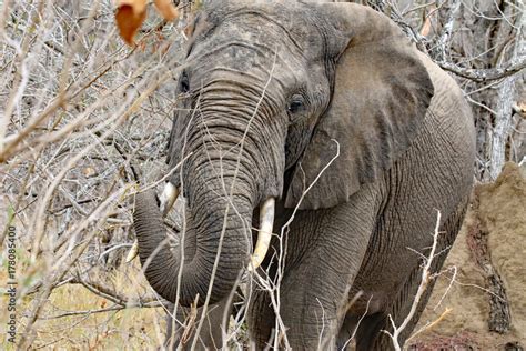 What do African elephants eat? They eat grass, but a lot of trees. The