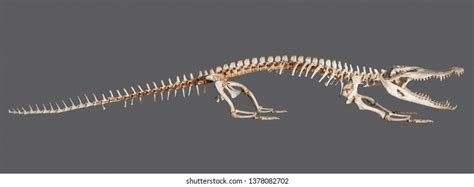 490 Amphibian Skeleton Images Stock Photos And Vectors Shutterstock