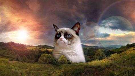 Ever since, people have been making and sharing cat memes, making their favorite felines famous in a wide. A fond farewell to Grumpy Cat, the internet's most famous feline - RiTribes