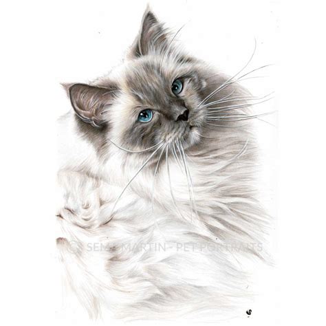 Ragdoll Cat Drawing Cat Portraits Pet Portraits Pet Artist