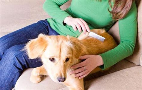 Qué debes saber sobre los cuidados de tu mascota HOYSOY NET