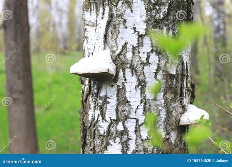 Beautiful White Birch Trees In Spring In Forest Stock Photo Image Of
