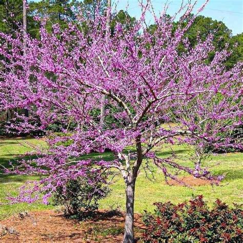 Forest Pansy Redbud Forest Pansy Redbud Tree — Plantingtree
