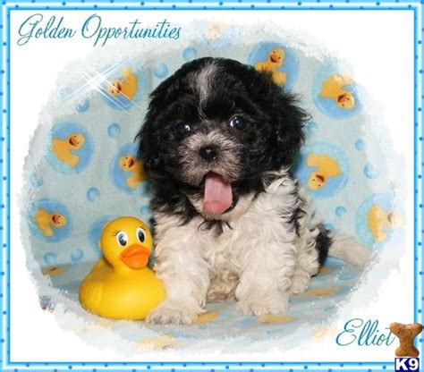 We are michigan puppy and we love finding homes for our puppies! Maltipoo Puppy for Sale: Michigan Maltipoo Puppy Elliot 9 Years old