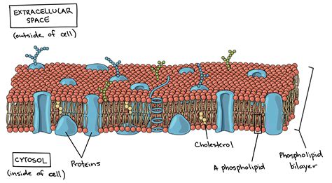 Structure Of Plasma Membrane Diagram Components And Structure