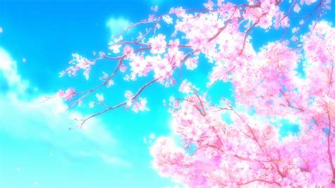 Anime Cherry Blossom Wallpapers Wallpaper Cave