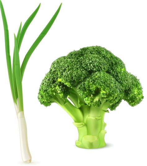 Broccoli Png Transparent Image Download Size 1187x1343px