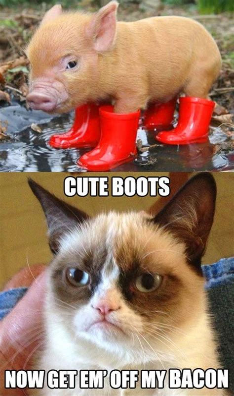 30 Grumpy Cat Funny Quotes 29 Grumpy Cat Funny Memes