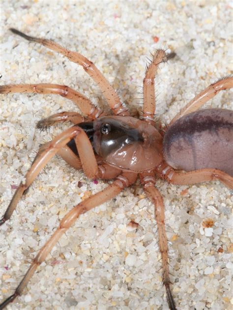 Trapdoor Spiders And Their Relatives Friend Or Foe Western