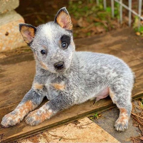 Rrarepuppers Blue Heeler Pup Heeler Puppies Cute Puppies And