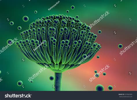 Fungi Aspergillus Black Mold Which Produce Stock Illustration 337065905