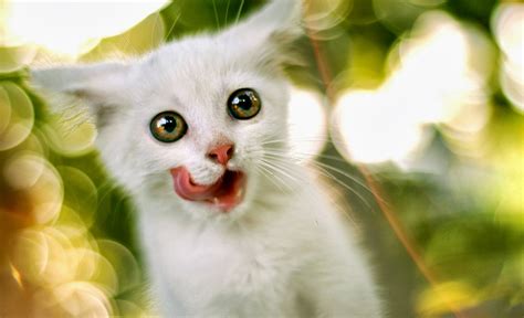 Over 40,000+ cool wallpapers to choose from. 18+ Wallpaper Kucing Lucu Terbaru | Bangiz