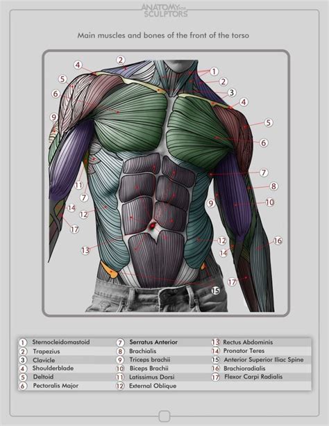 Figure Drawing Reference Anatomy For Artists Anatomy Drawing