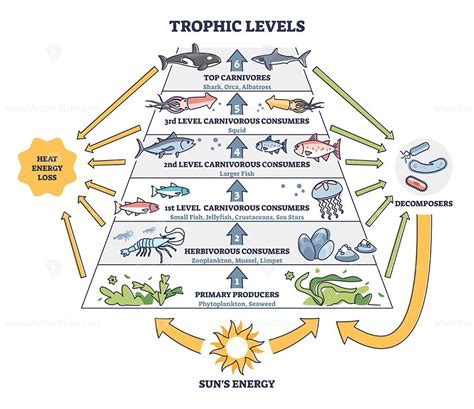 Trophic levels in water wildlife as ocean food chain pyramid outline