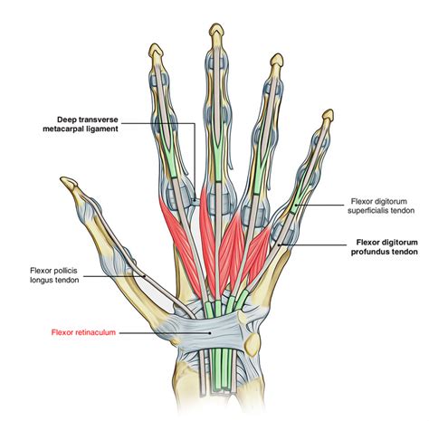 Extensor Flexor Musculature