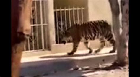 Bengal Tiger Wanders Loose On Sidewalk In Mexican City Gephardt Daily