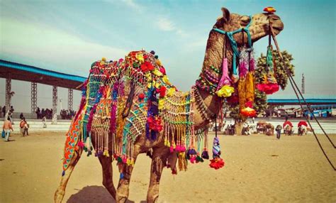Vishnu stud farm (sirohi, rajasthan) at pushkar horse fair 2019. Festival of Rajasthan - Cultural festivals of Rajasthan 2020
