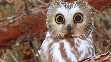 Boreal Owl Hd Wallpapers 19837 Baltana