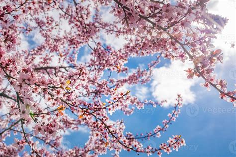 Beautiful Spring Nature Scene With Pink Blooming Tree Fantastic