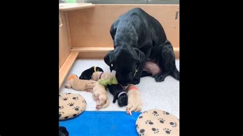 Mama Dog Brings Her Favourite Toy For Her Puppies Viral Video Is Too