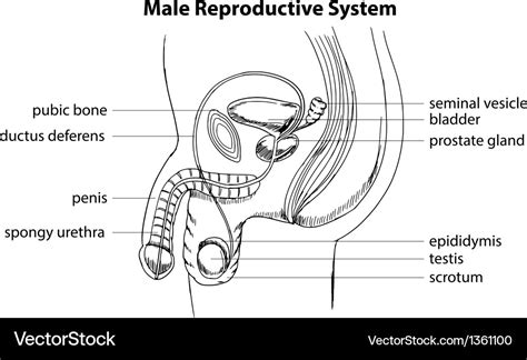 Anatomy Of Male Reproductive Organs Scientific Medical Illustration