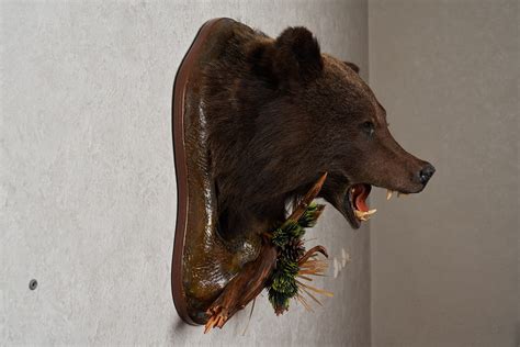Siberian Brown Bear Taxidermy Head Shoulder Mount Mounted Stuffed