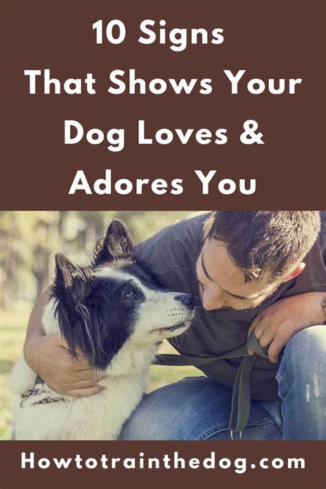 10 Signs That Shows Your Dog Loves And Adores You Dog Love Dogs Dog