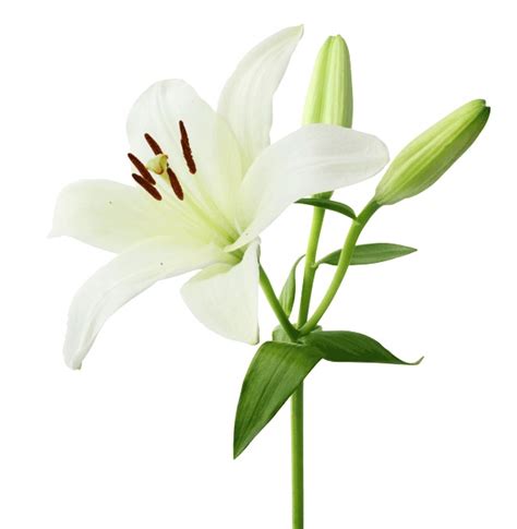 Cut Flower Care And Handling Asiatic Lily Floralife