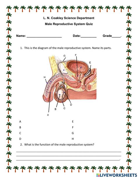 Male Reproductive System Activity For 9