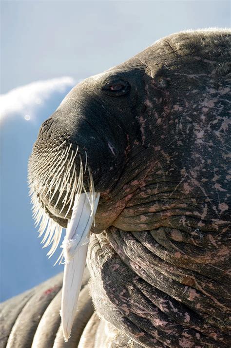 Atlantic Walrus Photograph By Louise Murrayscience Photo Library