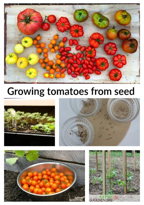 Growing Tomatoes From Seed A Step By Step Guide